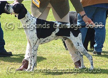 Limit Dog